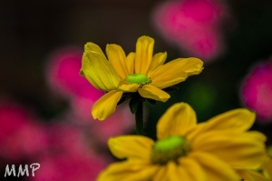 Yellow Blossom